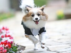 株式会社クリスタルインターナショナルのプレスリリース画像6