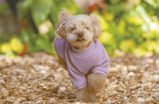 株式会社クリスタルインターナショナルのプレスリリース画像7