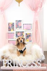 株式会社クリスタルインターナショナルのプレスリリース画像8