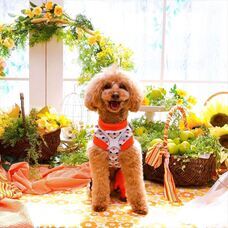 株式会社クリスタルインターナショナルのプレスリリース画像6