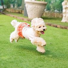 株式会社クリスタルインターナショナルのプレスリリース画像5