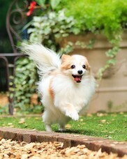 株式会社クリスタルインターナショナルのプレスリリース画像2