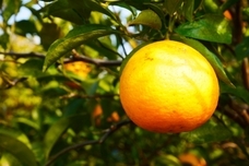 株式会社Aman-Styleのプレスリリース画像3