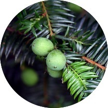 NTGのプレスリリース画像2