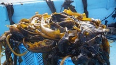 株式会社歌行燈のプレスリリース画像5