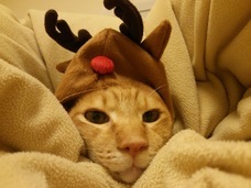 StandardBrushのプレスリリース画像1