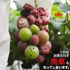 食品ロス削減で農家さんを応援するフルーツサンドカフェ sole/ソーレのプレスリリース画像9
