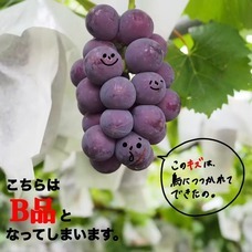 食品ロス削減で農家さんを応援するフルーツサンドカフェ sole/ソーレのプレスリリース画像12