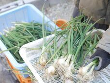 YOKACHORO FOOD BASEのプレスリリース画像5