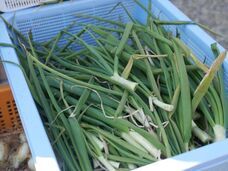 YOKACHORO FOOD BASEのプレスリリース画像4