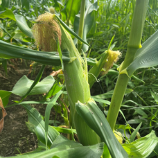 株式会社JALUXのプレスリリース画像3