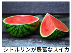 株式会社プリマベーラのプレスリリース画像9