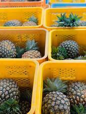 株式会社名護パイナップルワイナリーのプレスリリース画像1