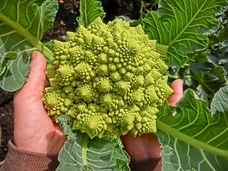 plusd株式会社のプレスリリース画像1