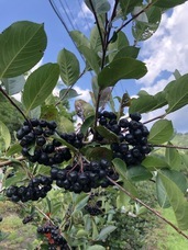 MIURAYAのプレスリリース画像1