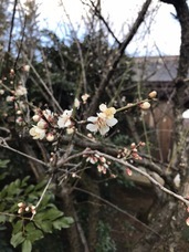 鶴岡天満宮鳥居修復奉賛会のプレスリリース画像8