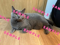 株式会社リードのプレスリリース画像5