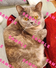 株式会社リードのプレスリリース画像4