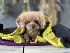 株式会社BARNUMのプレスリリース画像5