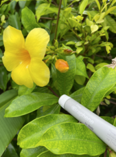 株式会社BARNUMのプレスリリース画像2