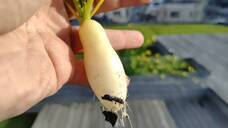 AsianVitaのプレスリリース画像1