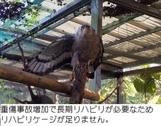 石垣やいま村のプレスリリース画像1