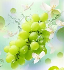 株式会社ナチュラルプランツのプレスリリース画像2