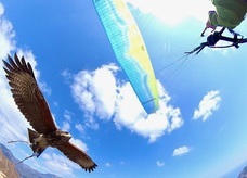 Parahawking(パラホーキング) in Japanのプレスリリース画像2