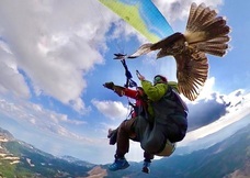 Parahawking(パラホーキング) in Japanのプレスリリース画像3