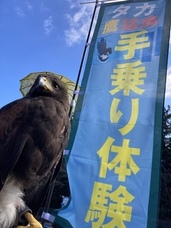 Parahawking(パラホーキング) in Japanのプレスリリース画像5