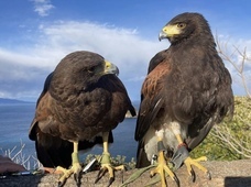 Parahawking(パラホーキング) in Japanのプレスリリース画像4