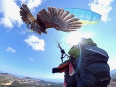 Parahawking(パラホーキング) in Japanのプレスリリース画像1