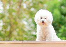 ペットアロマウェルビーイング協会のプレスリリース