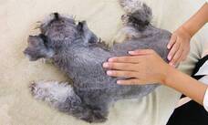 ペットアロマウェルビーイング協会のプレスリリース画像2