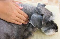 ペットアロマウェルビーイング協会のプレスリリース画像1