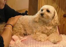 ペットアロマウェルビーイング協会のプレスリリース画像3