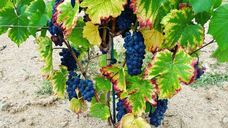 株式会社キングジャパンのプレスリリース画像2