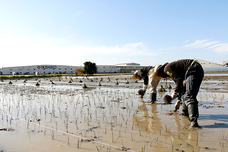 株式会社イケヒコ・コーポレーションのプレスリリース画像2