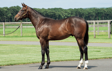 株式会社インゼルサラブレッドクラブのプレスリリース画像1