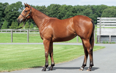 株式会社インゼルサラブレッドクラブのプレスリリース画像2