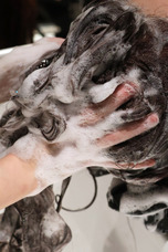 株式会社アドバンジェンのプレスリリース画像2