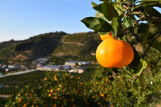 株式会社みかんのプレスリリース画像12