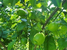 ふじやファームのプレスリリース画像7