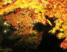 総本山醍醐寺のプレスリリース画像4