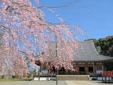 総本山醍醐寺のプレスリリース画像3