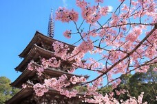 総本山醍醐寺のプレスリリース画像8