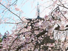 総本山醍醐寺のプレスリリース画像7