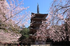 総本山醍醐寺のプレスリリース画像6