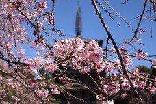 総本山醍醐寺のプレスリリース画像2