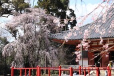 総本山醍醐寺のプレスリリース画像6